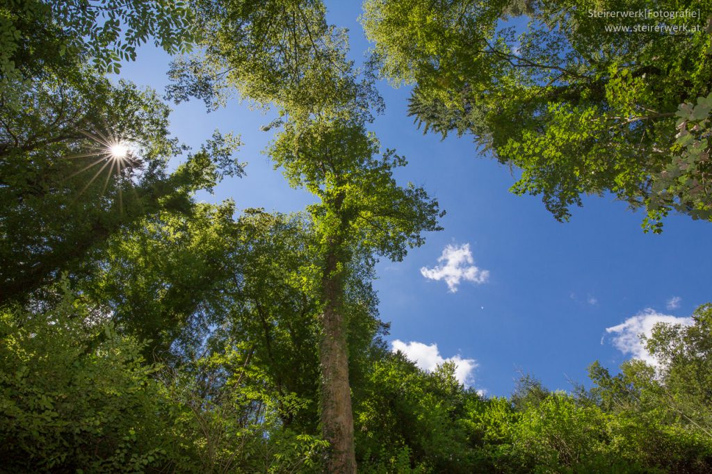 Wandern im Wald