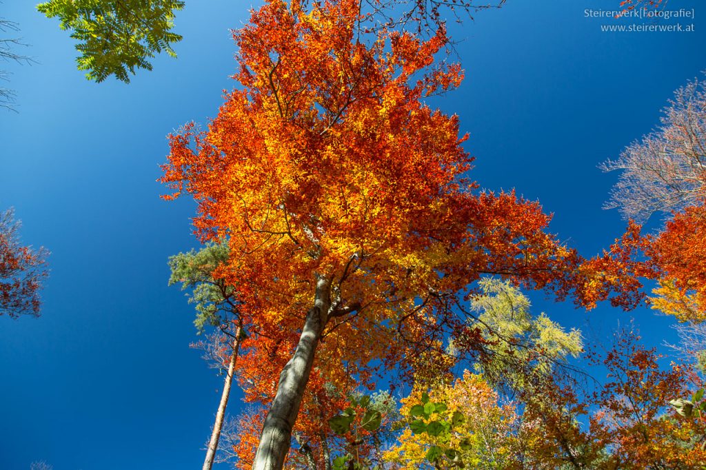 Wandern im herbstlichen Wald