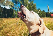 Hund im Sommer vor Hitze schützen
