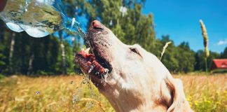 Hund im Sommer vor Hitze schützen