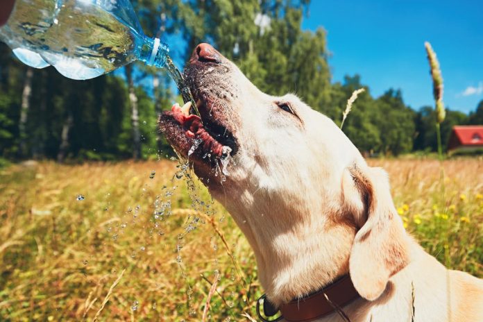 Hund im Sommer vor Hitze schützen