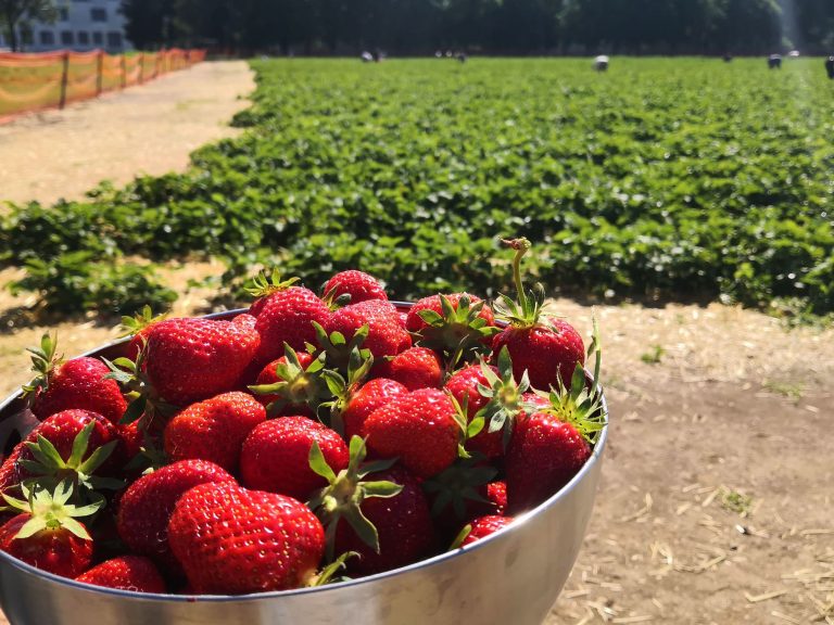 Die besten Erdbeeren in Graz & Umgebung selber pflücken